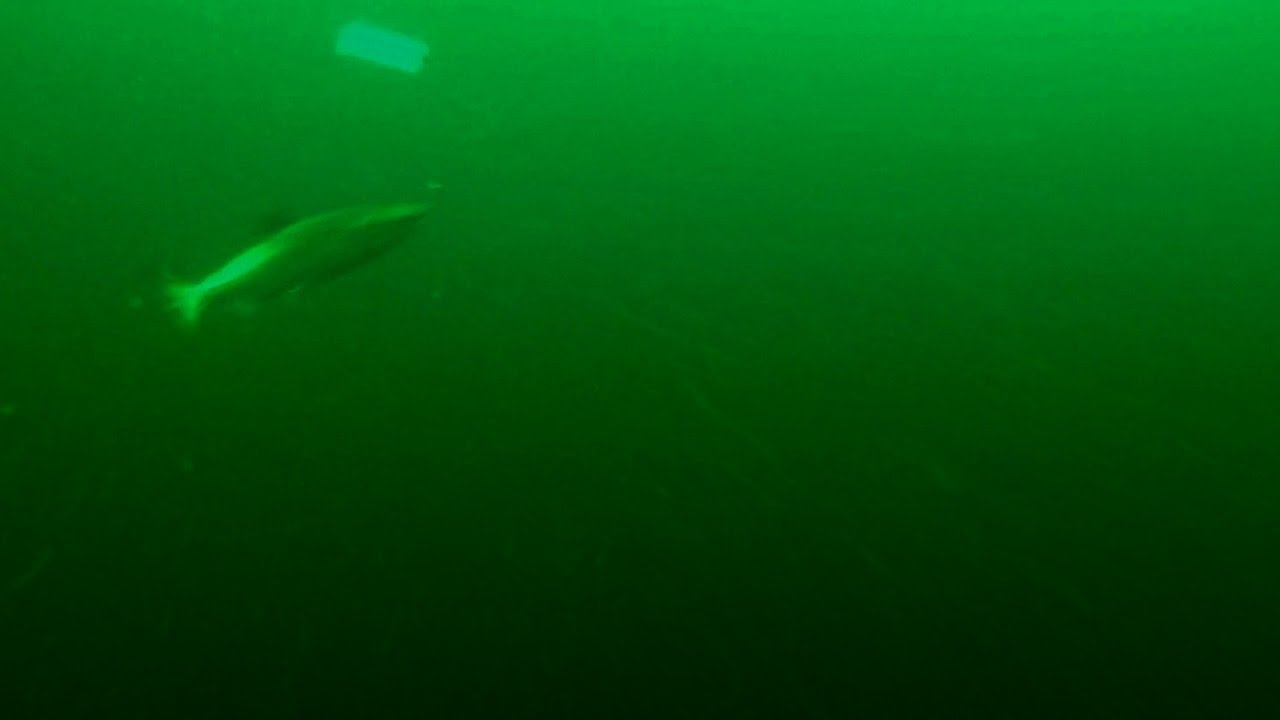 Incredible Underwater Chinook Salmon Bites