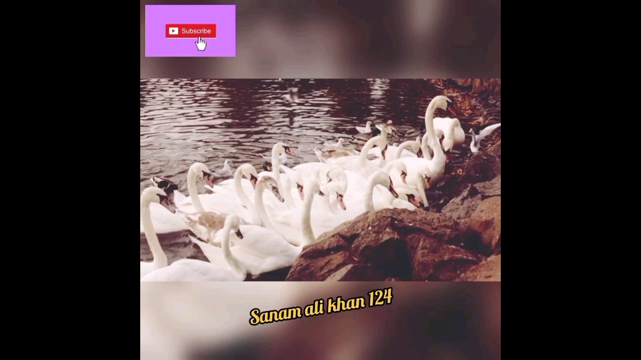 Allah pak ke both pyari makloq# MashAllah #ytshorts #viral