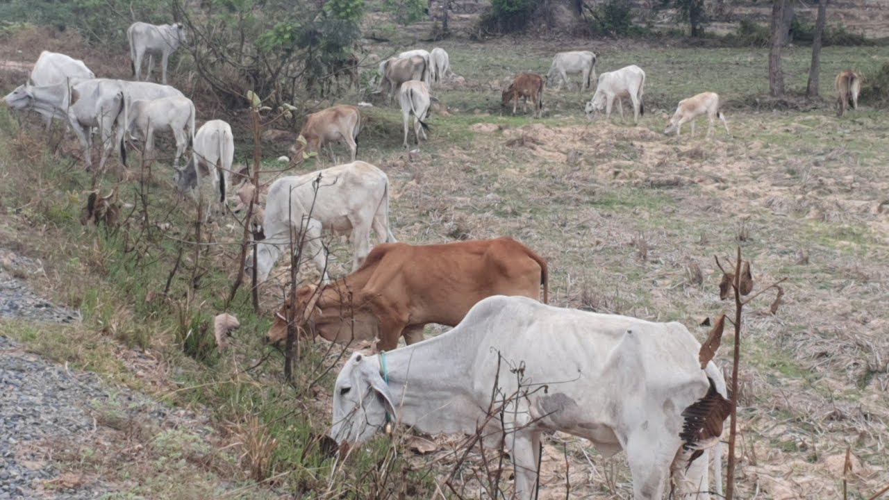 A cow eating grass in the forest 🐄🐄