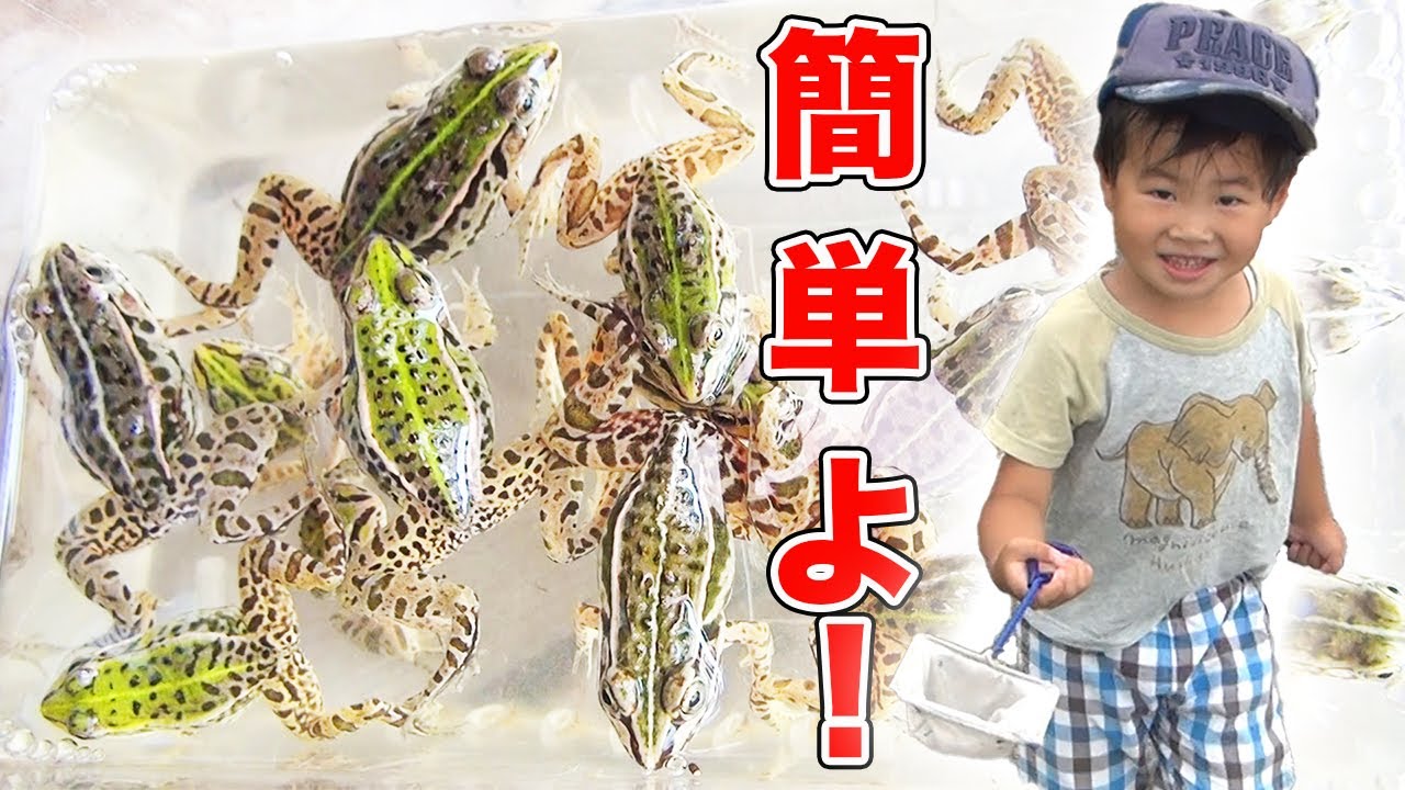 子どもでもトノサマガエルが簡単にとれる方法【夏休みの遊び、思い出としてカエル採集は如何ですか？】
