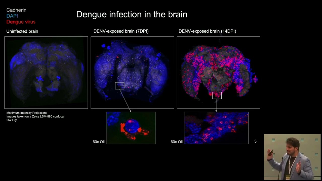 HIJACKING MOSQUITOES: INFECTION DYNAMICS OF DENGUE VIRUS IN THE MOSQUITO BRAIN