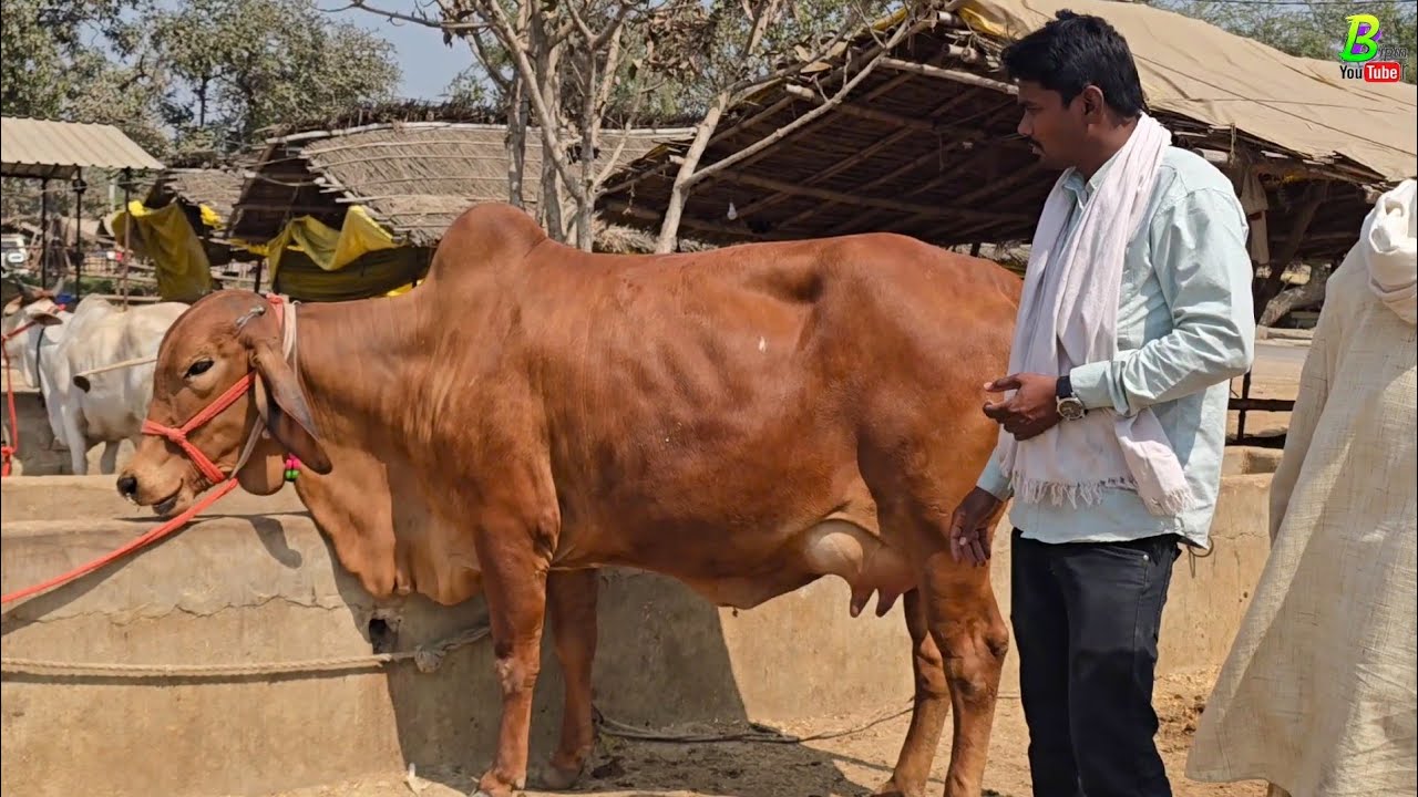 बिहार के चौसा मंडी में होली से एक दिन पहले यह सब बिकाऊ गाय देखने को मिली | Desi Cow Market | Cow's