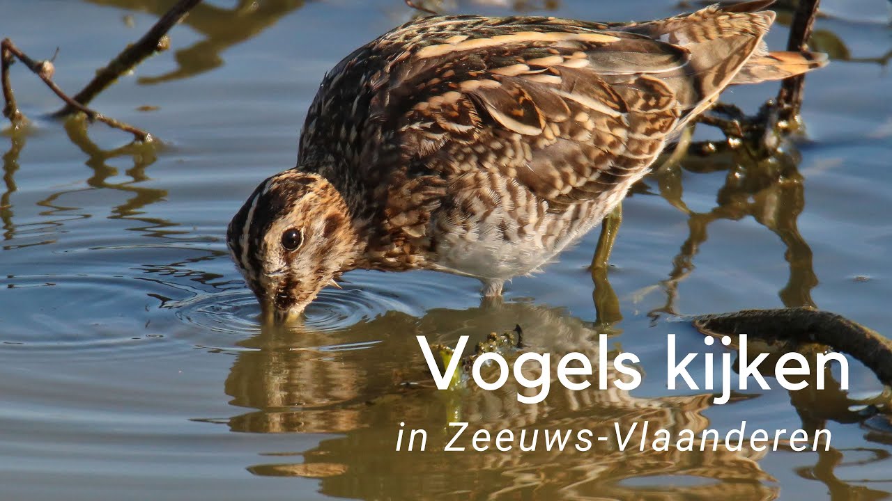 Vogels kijken in Zeeuws-Vlaanderen #1058