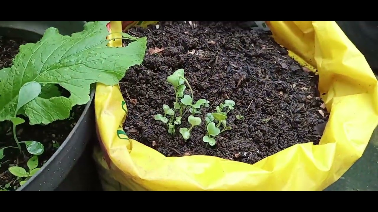 Urban farming mempermudah kita di masa krisis #urbanfarming #kebunorganik