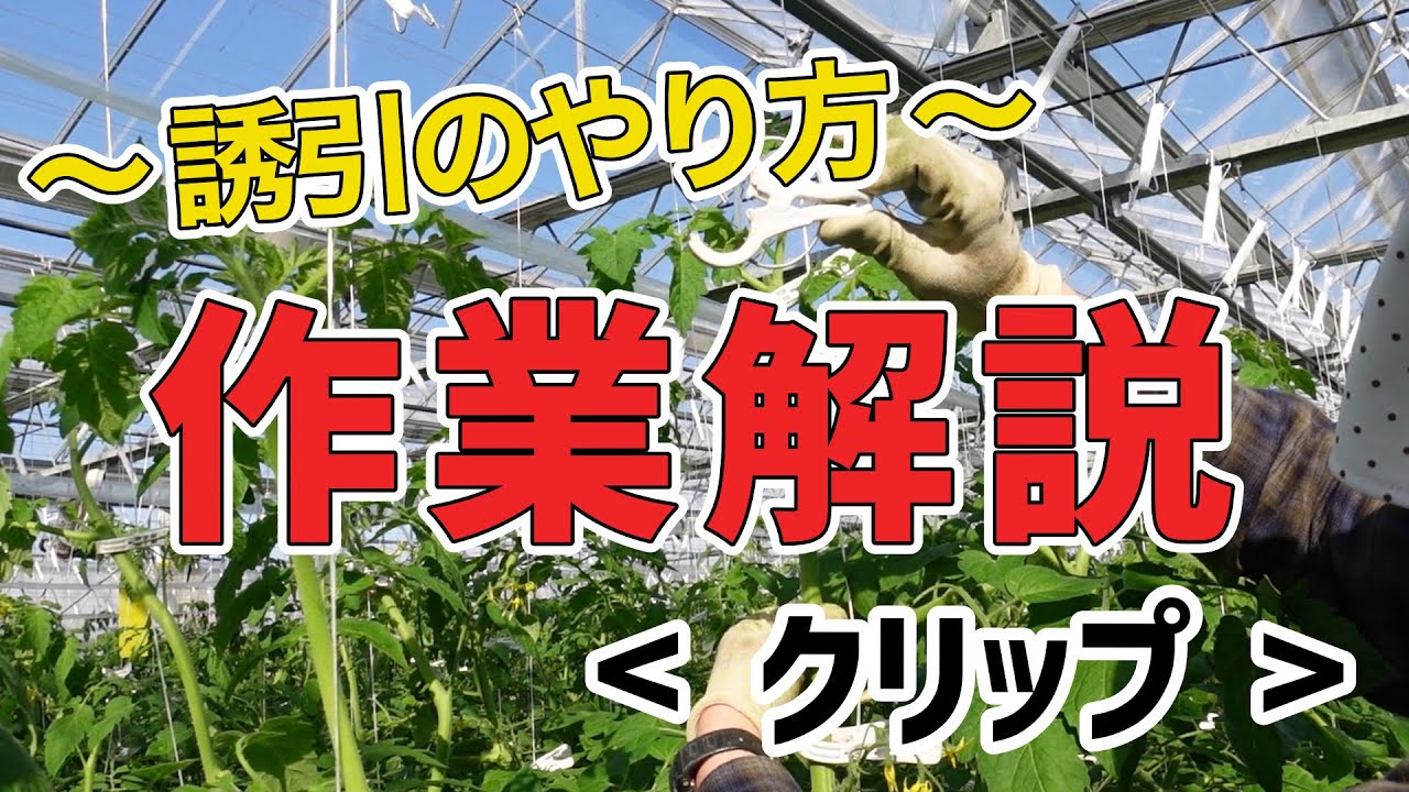 163 スタッフ用 〜誘引のやり方〜 作業解説 ＜クリップ＞