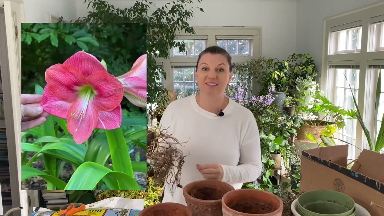 🍃 Посадка амариллисов ~ Период покоя амариллисов 🍃
