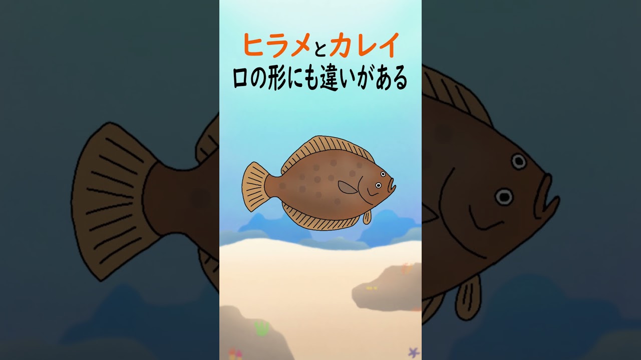 【1分アクアリウム/海の生き物・魚の生態解説】ヒラメとカレイについて　#shorts