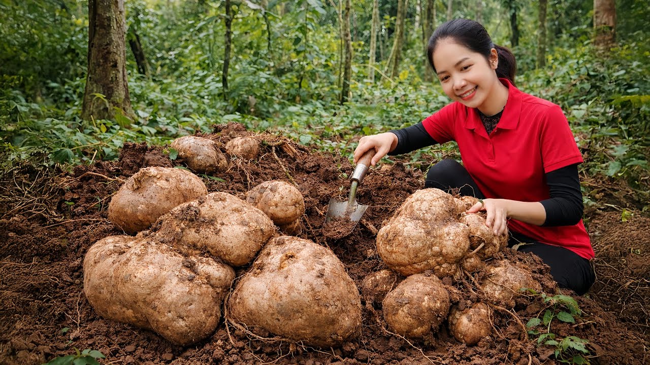 Full Video Digging Up Wild Yams, Compilation Harvesting Crops to Sell at Village Varket