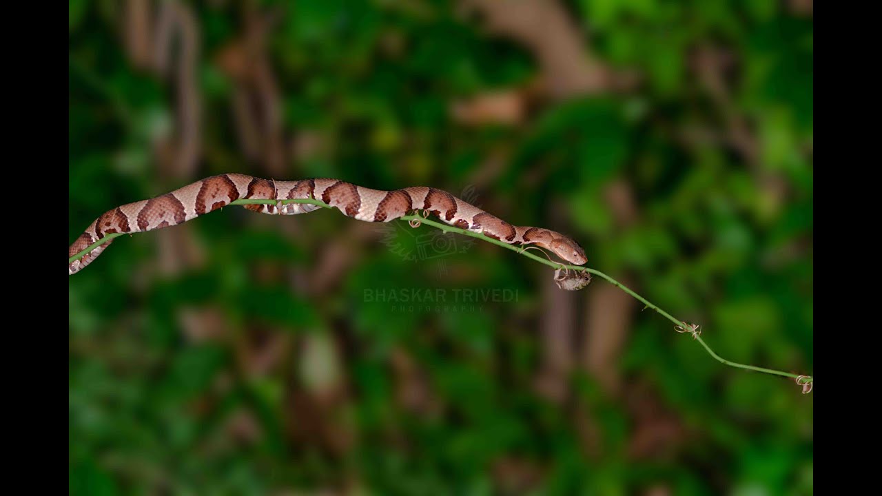 Copperhead Hunting Cicadas near walking trail.