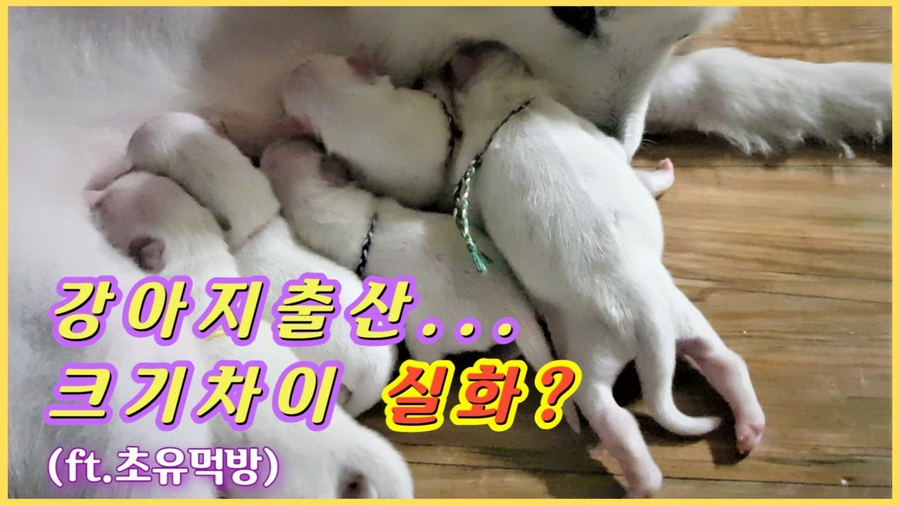 집에서 강아지출산 5마리...그런데 크기 차이가...Pt.3