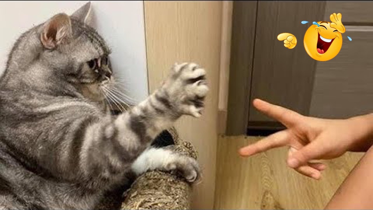 Funny Cats Acting Weird 😂😹 Best Cat Compilation 2026