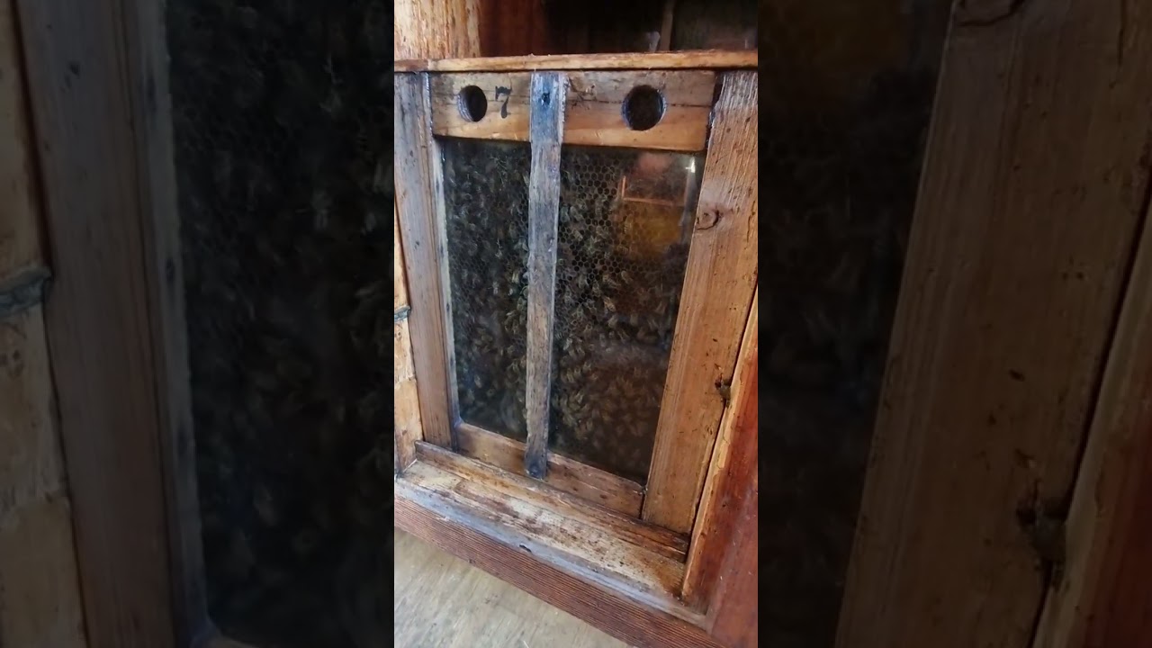 Découverte Ruche Suisse: visite de l interieur de la ruche.#abeille #apiculture #bees #ruchersuisse