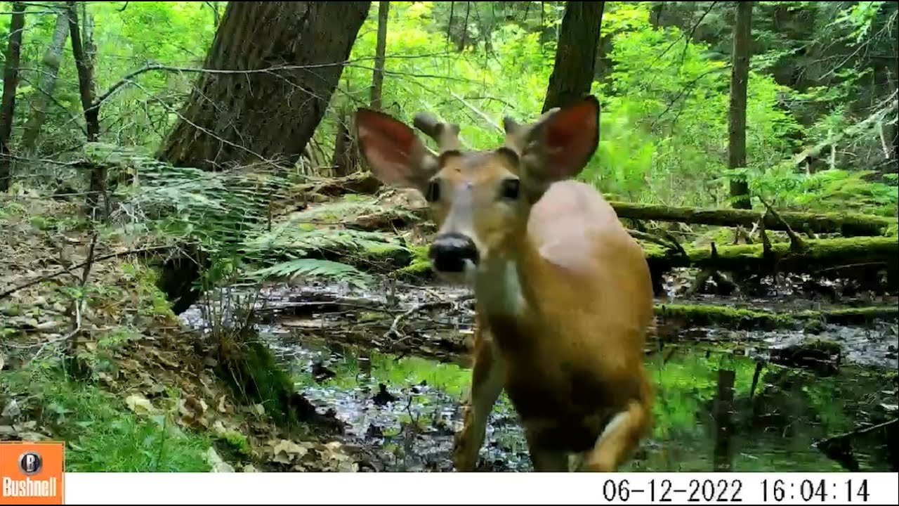 Three weeks of wildlife visitors at a vernal pool in Worthington in the Hilltowns of Western Mass