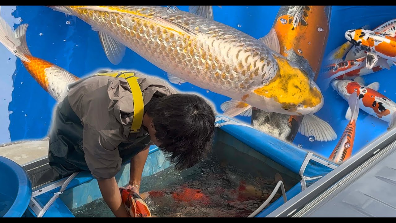Jumbo Menkaburi Kohaku - Vreemde variëteiten - minitour Miyatora [Dagverslag deel 4]