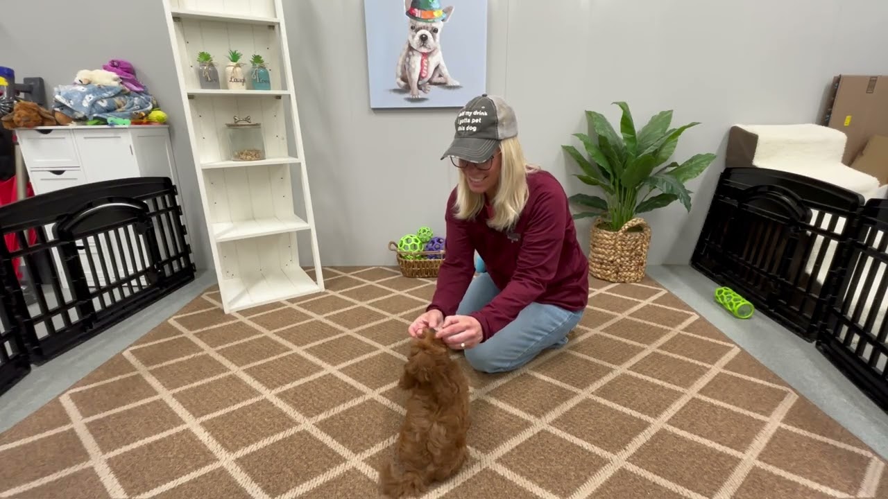 Heather the cavapoo learning to sit.