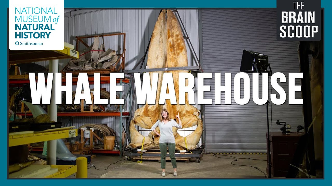 Inside America's Whale Warehouse