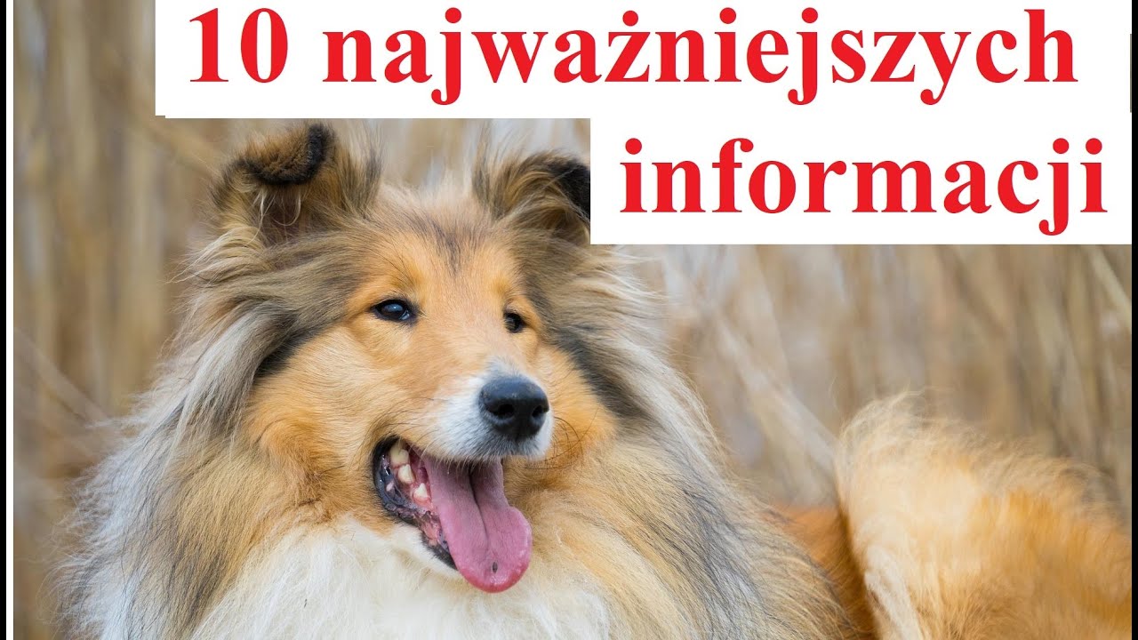 Owczarek Szkocki - 10 najważniejszych informacji