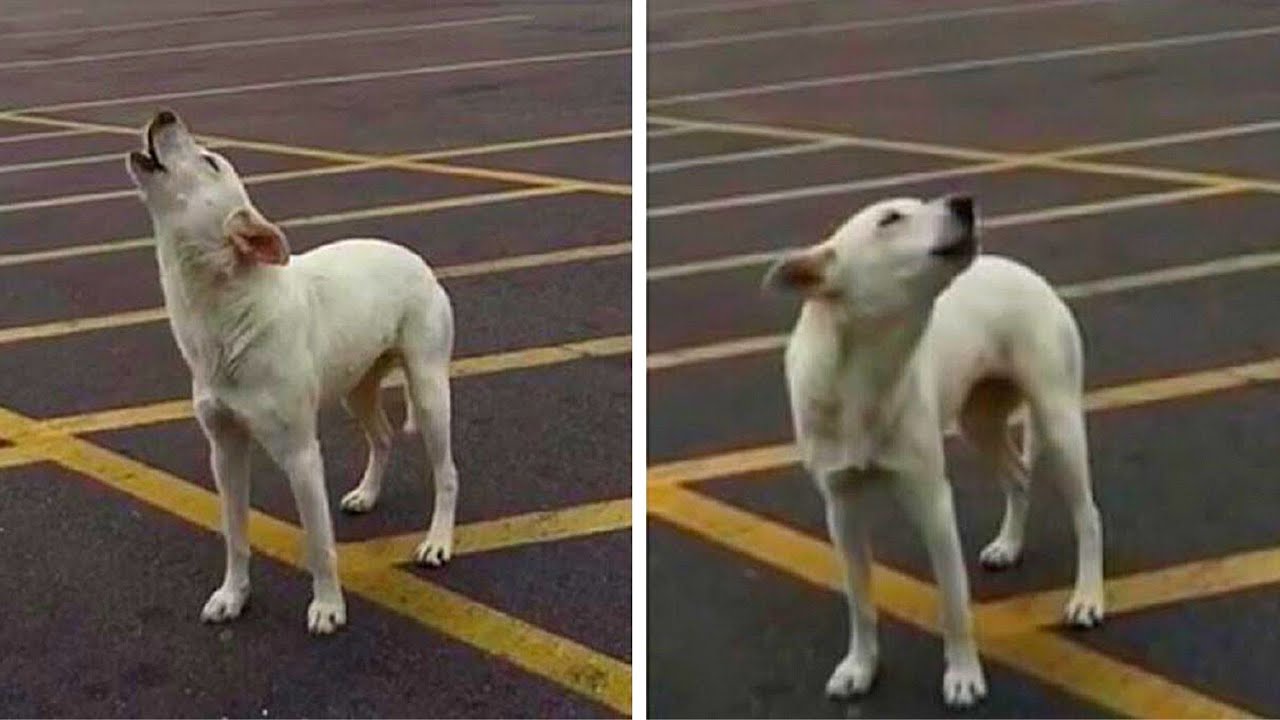 Auf Parkplatz ausgesetzter Hund wartet tagelang, dass sein Herrchen zurückkommt...