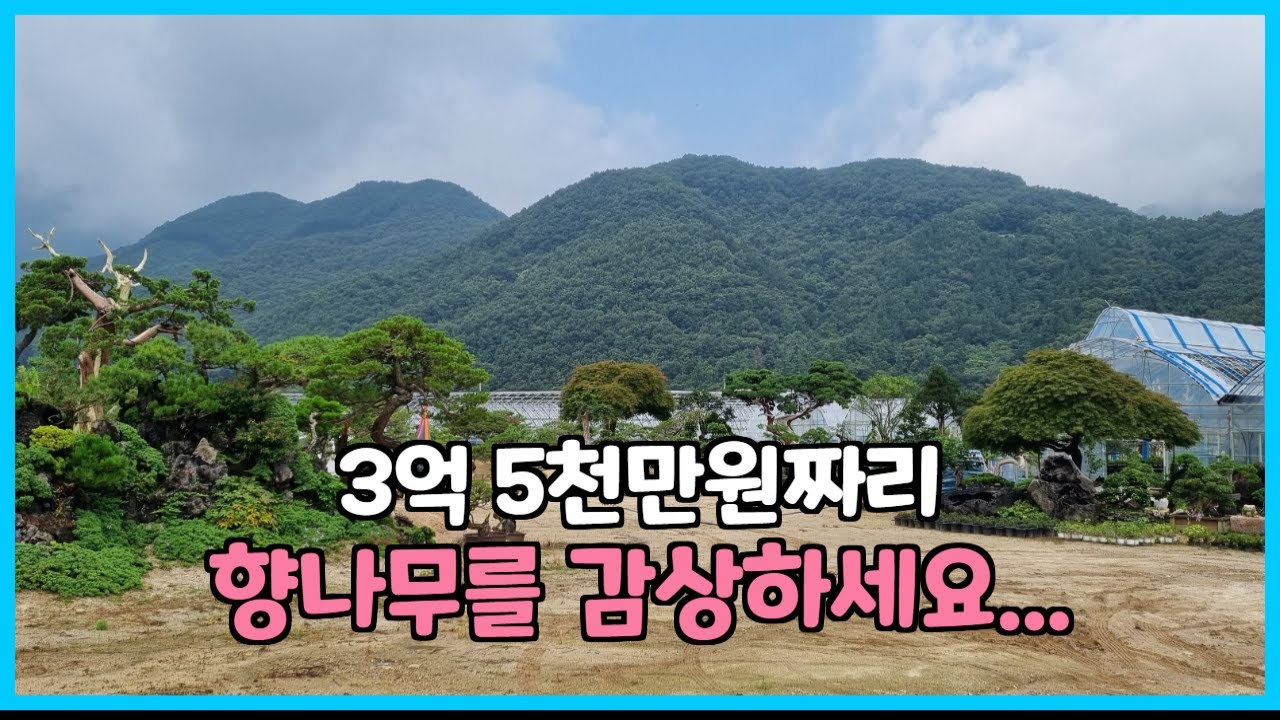 국내 최대 규모의 명품 수목백화점// 할수록 분재원