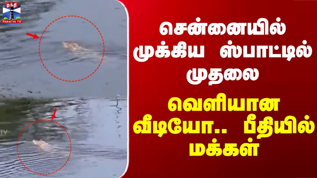 Crocodile | Chennai | சென்னையில் முக்கிய ஸ்பாட்டில் முதலை.. வெளியான வீடியோ.. பீதியில் மக்கள்