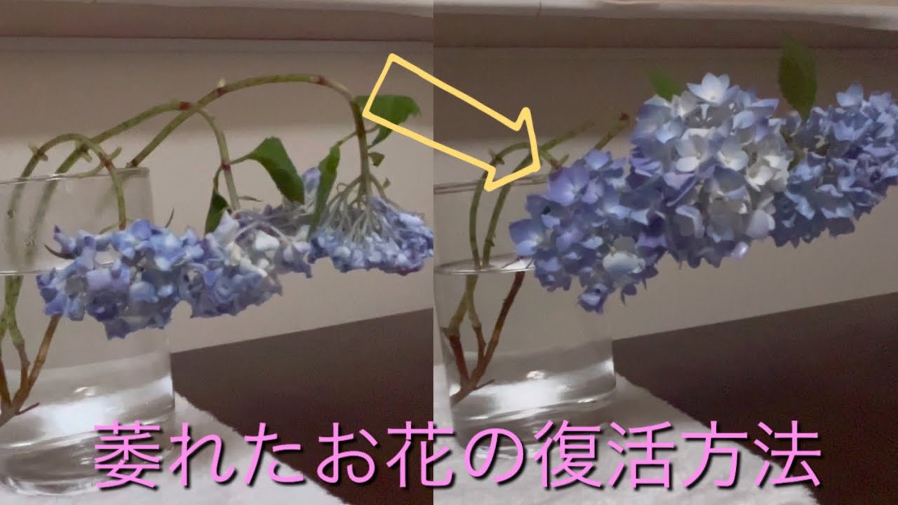 【生花】簡単な紫陽花の水揚げ方法・萎れてからでも蘇る