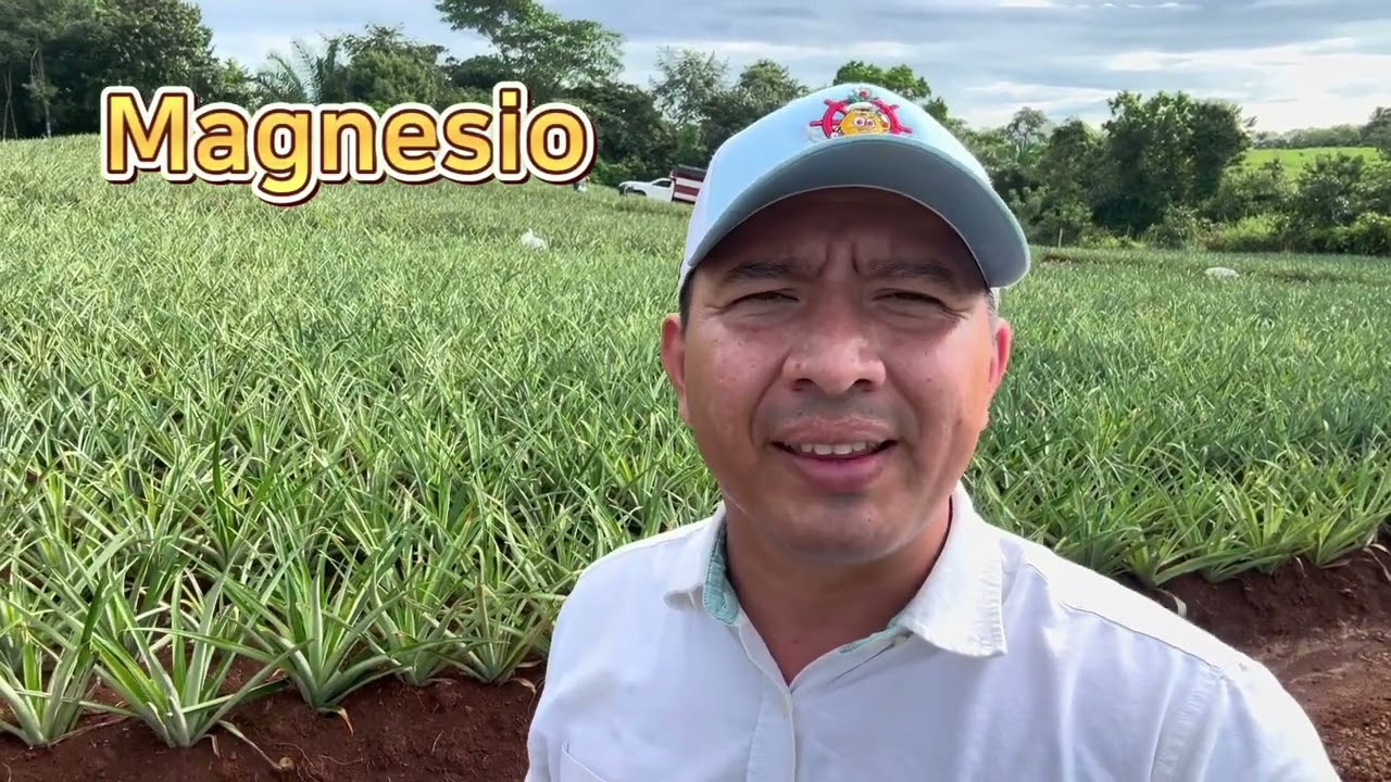 Que fertilizante NPK utilizar como primera aplicación post siembra