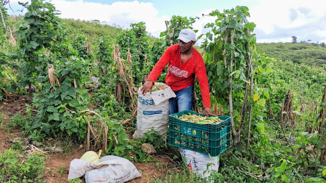 ROÇADO DE FAVA MUITO BOM HOJE FIZEMOS UMA BOA COLHEITA DE FAVA MADURA😱