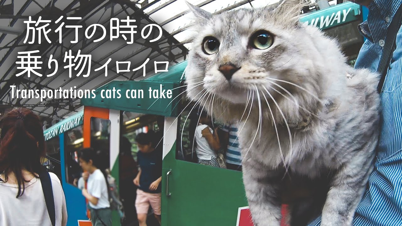 Various transportations which cats can take /大型サバトラ猫と旅行で利用した色んな乗り物。電車、船、ケーブルカー、リフト...ちゃんと乗れるかな？