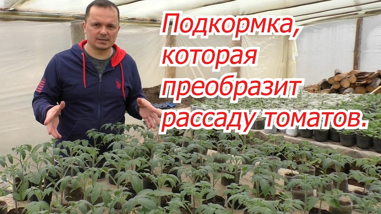 Подкормите так рассаду томатов и посмотрите на реальный результат!