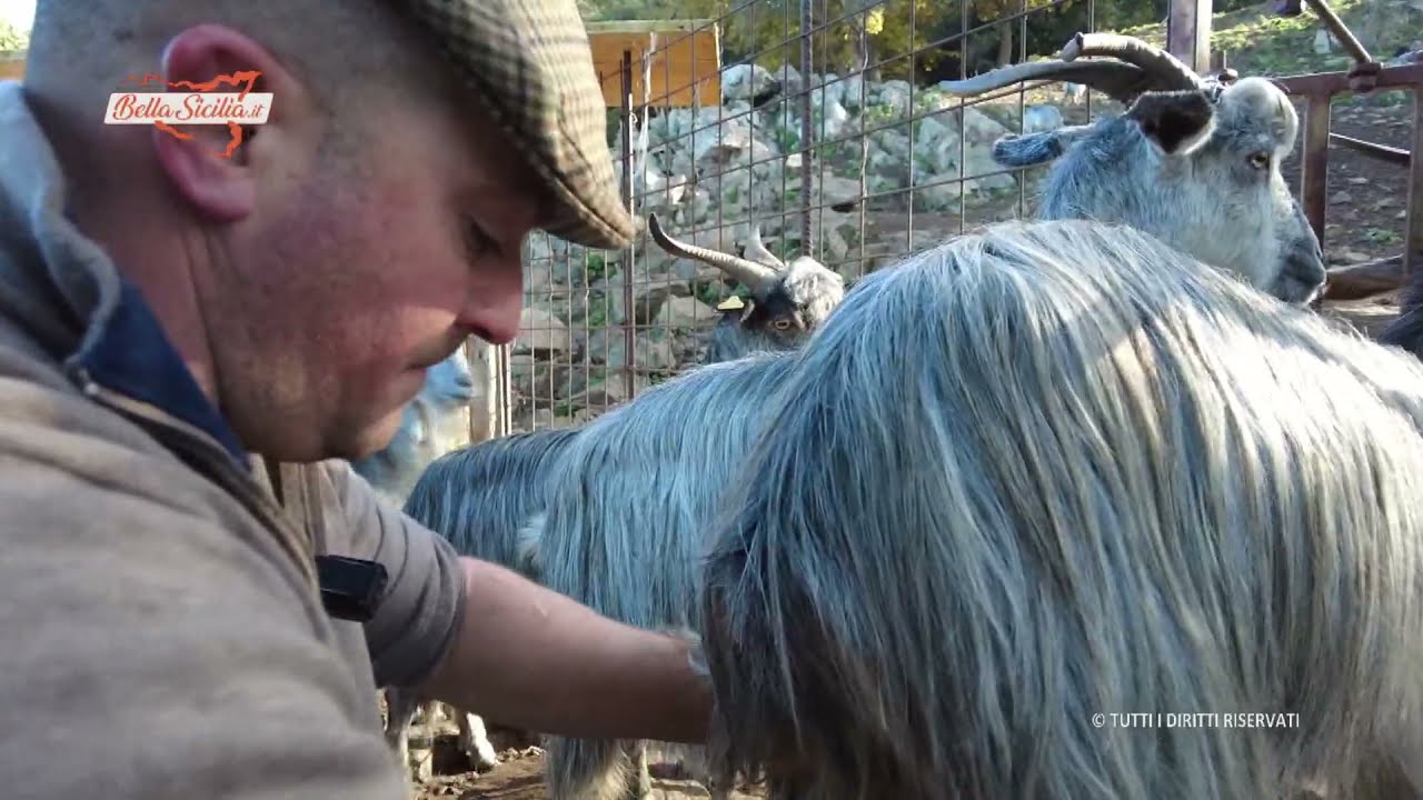La capra Argentata dell'Etna, a fine video la mungitura