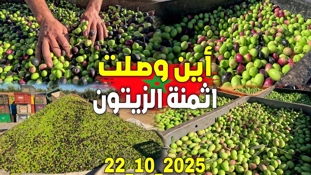 أين وصلت أثمنة الزيتون وزيت الزيتون بسوق الأربعاء الشويحية إقليم بركان 22_10_2025