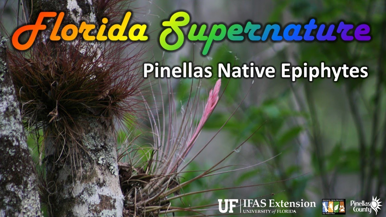 Pinellas Native Epiphytes