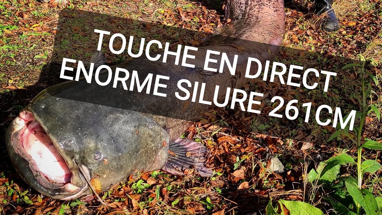 TOUCHE en DIRECT | ENORME SILURE au fireball