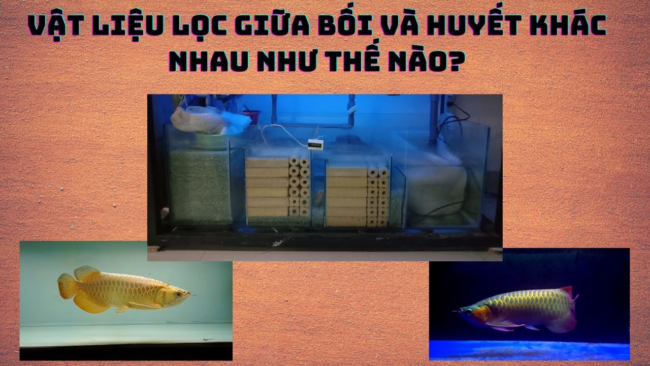 VẬT LIỆU LỌC DÀNH CHO HUYẾT VÀ BỐI CÓ GÌ KHÁC NHAU?