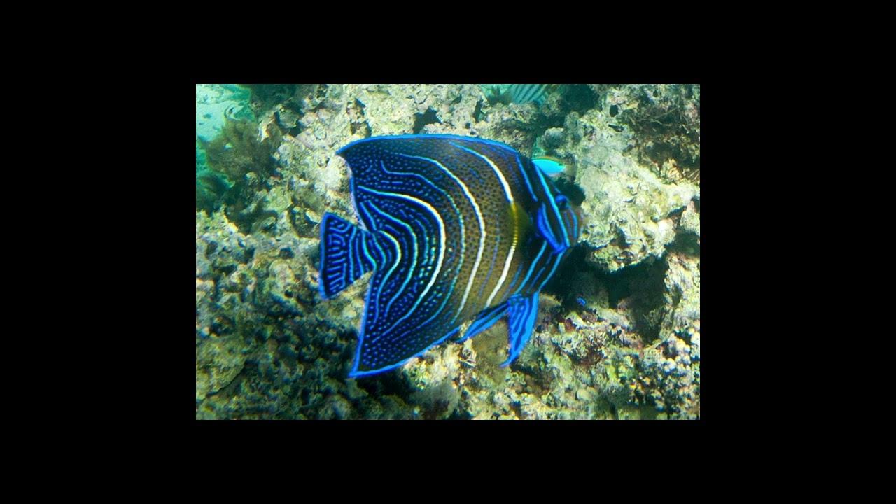 Pez &aacute;ngel koran pomacanthus semicirculatus uno de los grandes y hermosos 😍