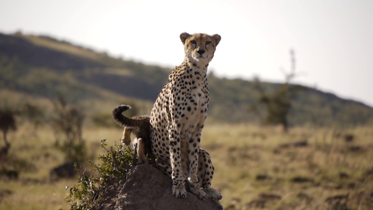 Masai Mara