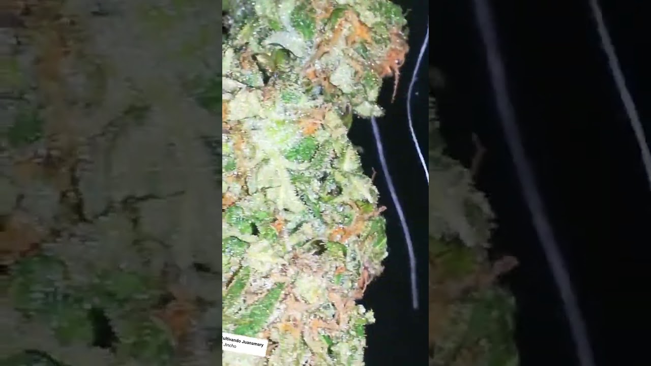Critical Bilbo only for members