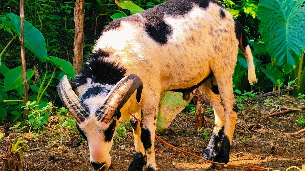 Mandikan domba garut 