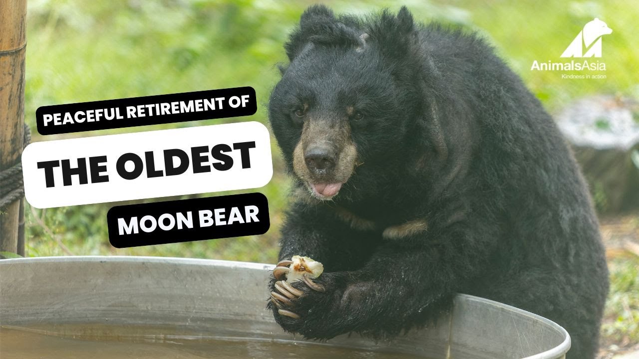 Peaceful Retirement of The Oldest Moon Bear - Rescue Story - Geriatric Care - Lifelong Care
