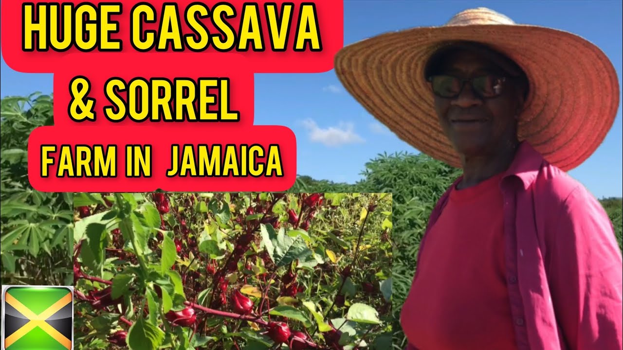 HUGE CASSAVA FARM IN JAMAICA FARMING FOR OVER 40 YEARS / A PHENOMENON FEMALE FARMER SHARES HER STORY
