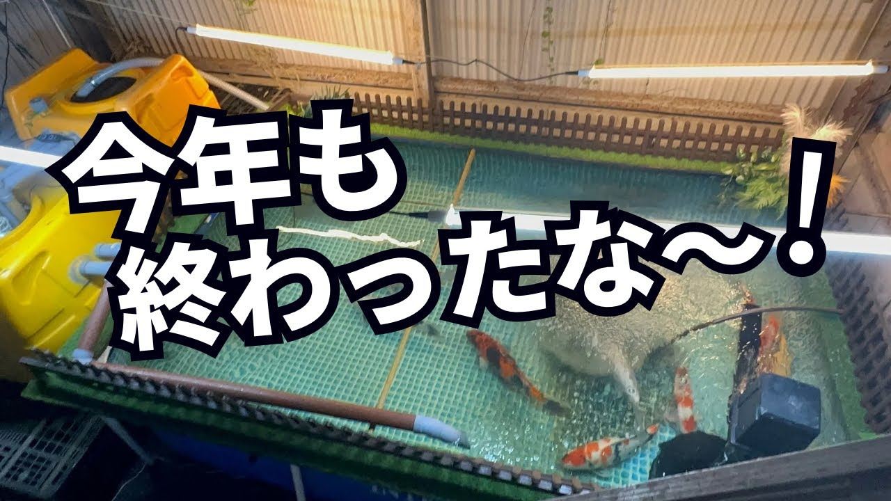 錦鯉の冬支度！