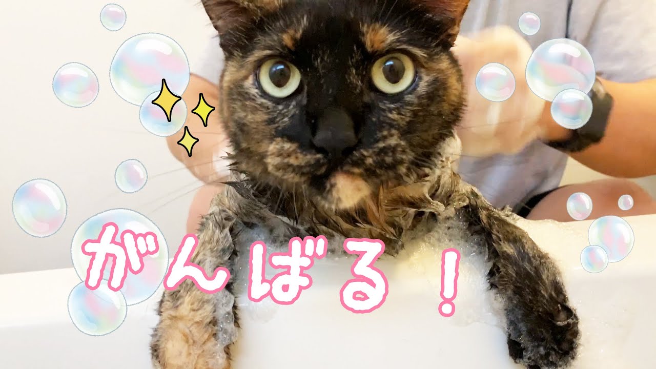 良い子すぎて感動するサビ猫モモちゃんのシャンプー！