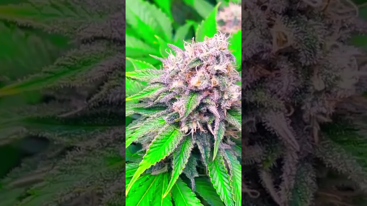 Frosted Guava - Sensible Seeds #cannabiseducation #seeds #cali #grow