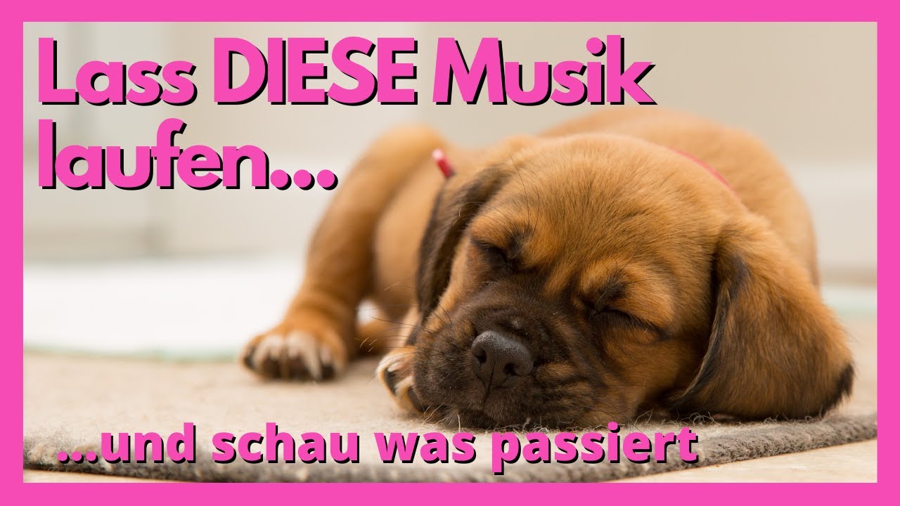 Pure Meditation f&uuml;r den Hund! (Unbedingt ausprobieren und schauen was passiert)