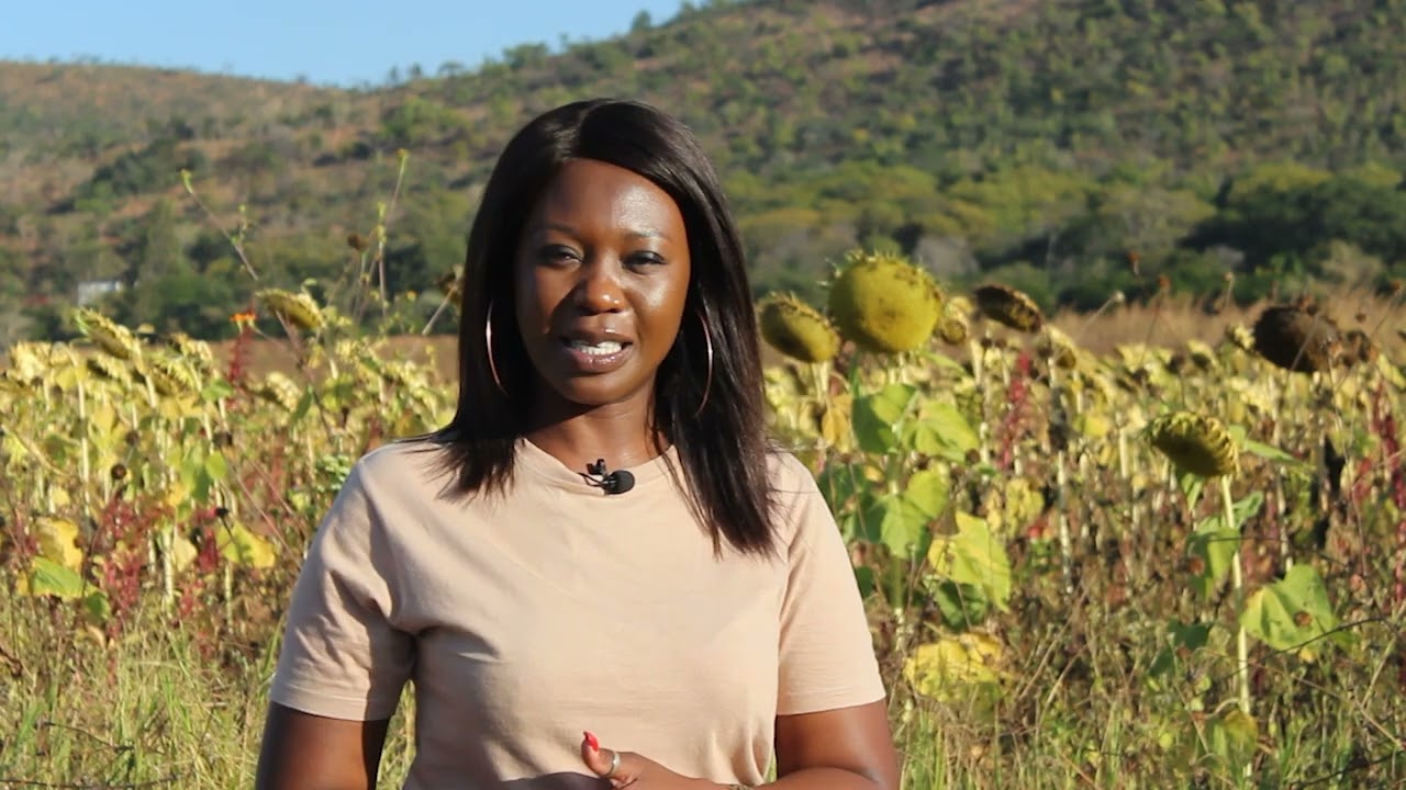 SUNFLOWER PRODUCTION FOR PIG FEED IN ZIMBABWE