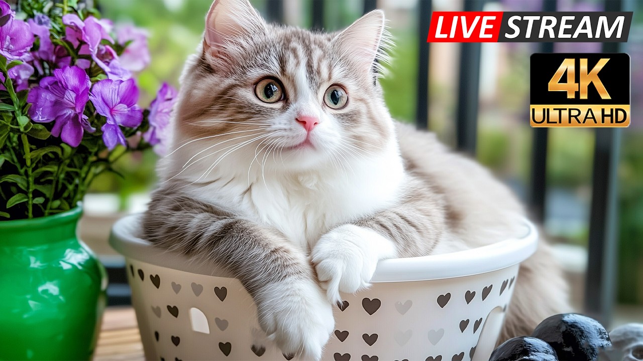 12 часов успокаивающей музыки для сна кошек 🌿 Нежные мелодии для расслабления, снятия стресса и с...