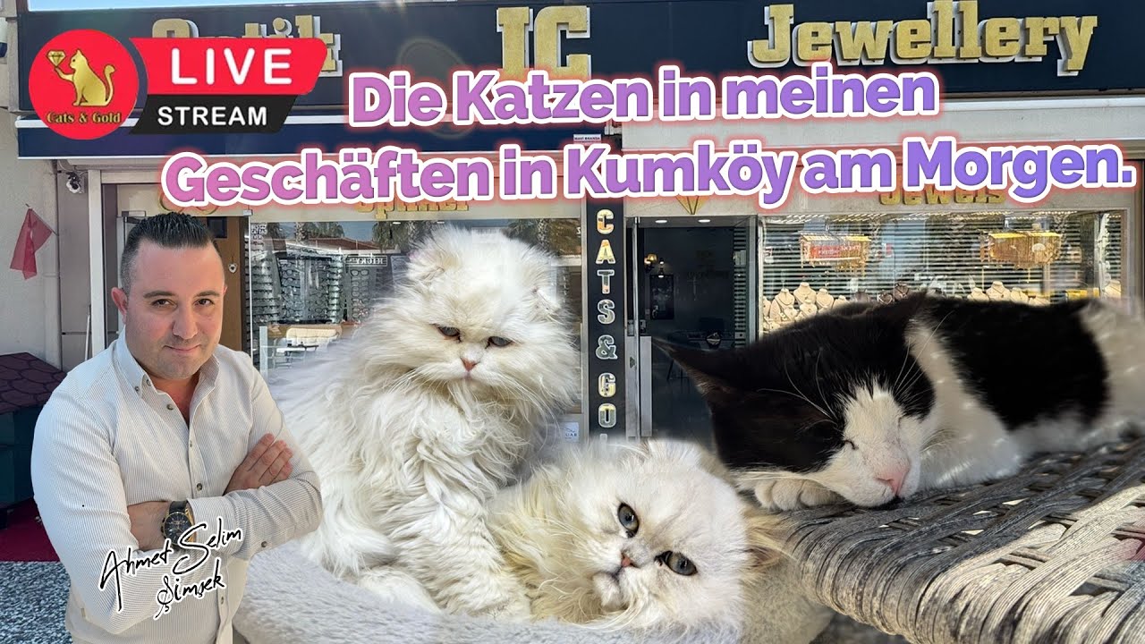 Die Katzen in meinen Geschäften in Kumköy am Morgen.