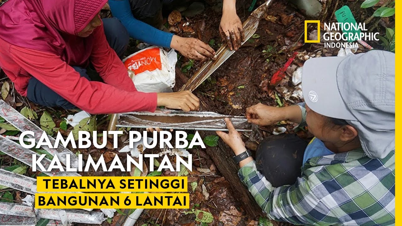 Lahan Gambut Tropis Tertua Sedunia: Tanah Kalimantan - National Geographic Indonesia