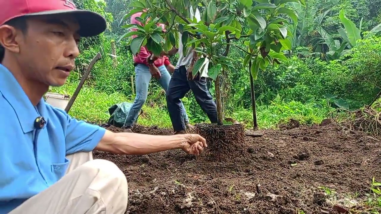 Cara penanaman pohon alpukat versi Prabu Farm Blitar 👍🏻