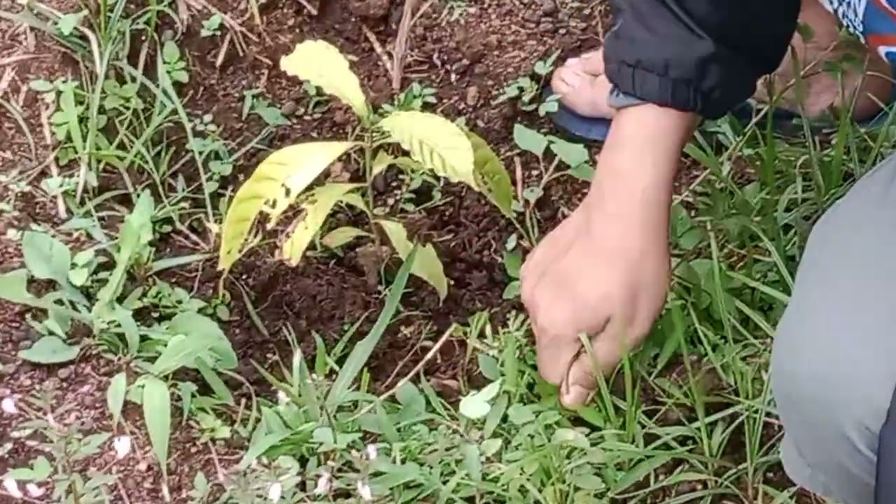 Usia kopi 7  minggu setelah tanam